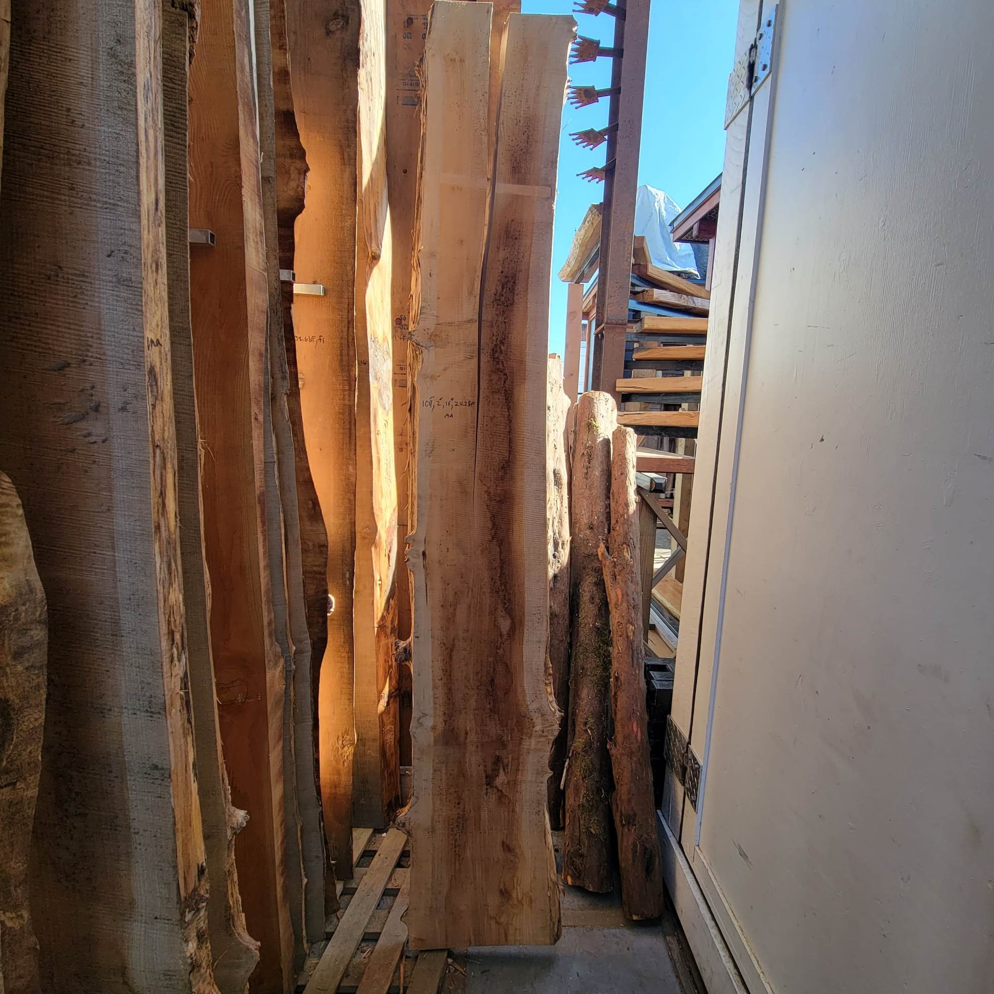 Big Leaf Maple